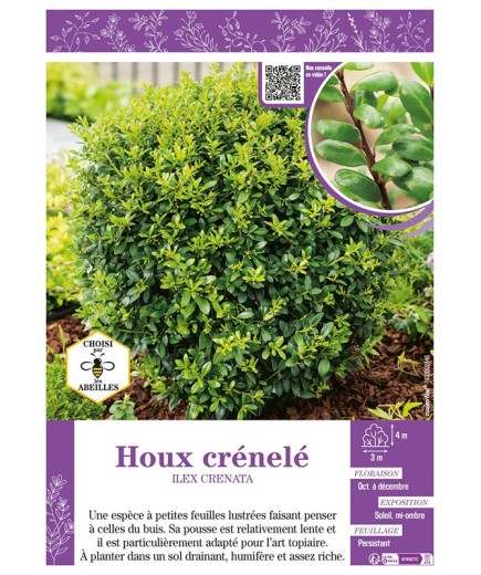 ILEX CRENATA voir HOUX CRÉNELÉ