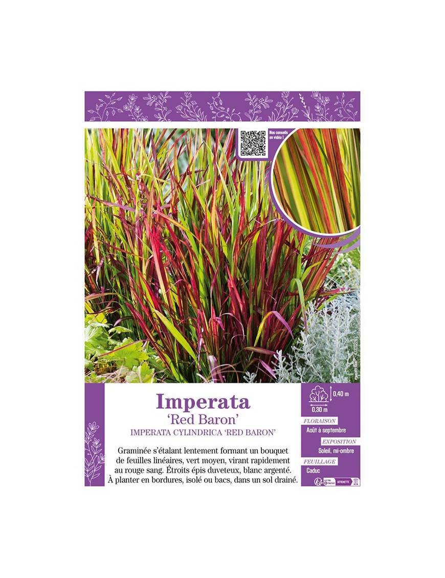 IMPERATA RED BARON