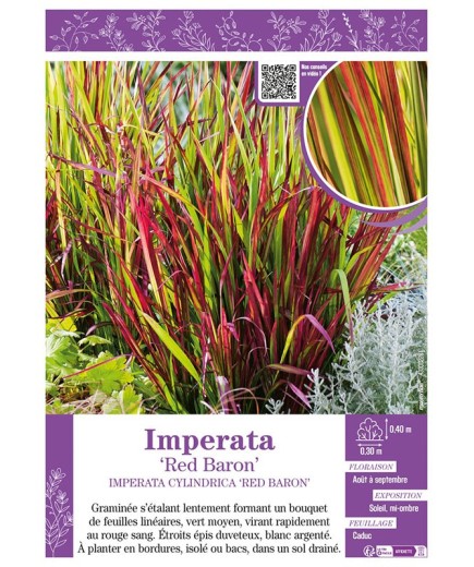 IMPERATA RED BARON