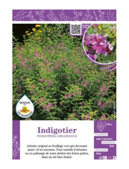 INDIGOFERA GERARDIANA voir Indigotier