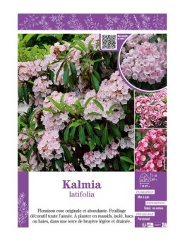 KALMIA LATIFOLIA (Laurier d'Amérique)