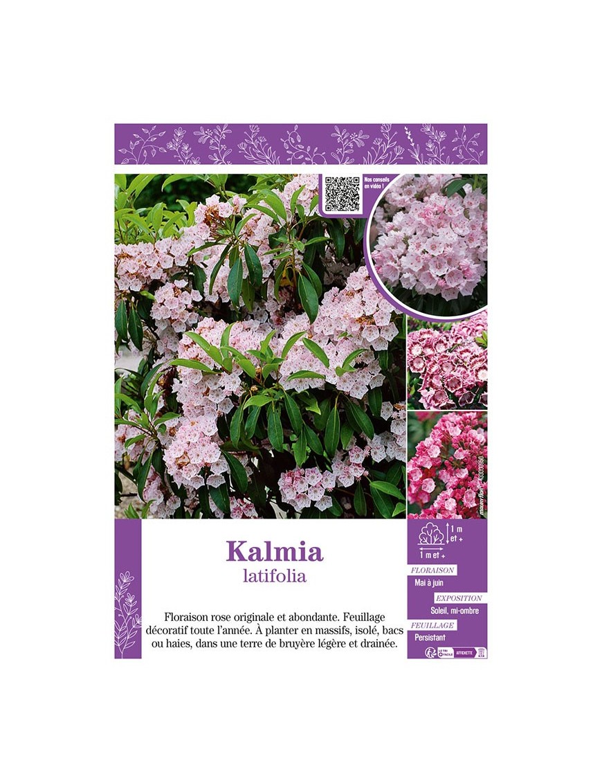 KALMIA LATIFOLIA (Laurier d'Amérique)