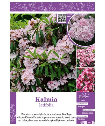 KALMIA LATIFOLIA (Laurier d'Amérique)