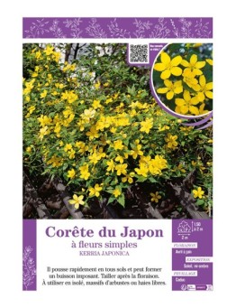 KERRIA JAPONICA voir CORÊTE DU JAPON à fleurs simples