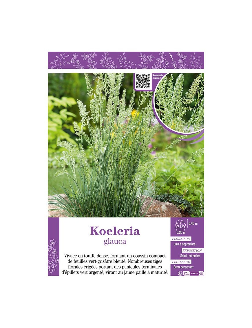 KOELERIA GLAUCA