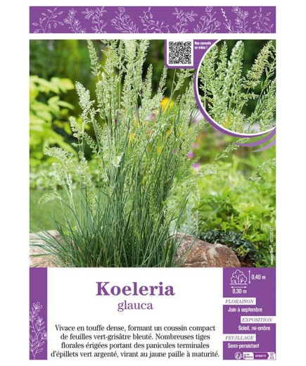 KOELERIA GLAUCA