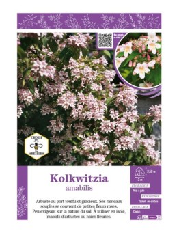 KOLKWITZIA amabilis