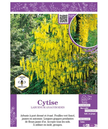 LABURNUM ANAGYROIDES voir CYTISE