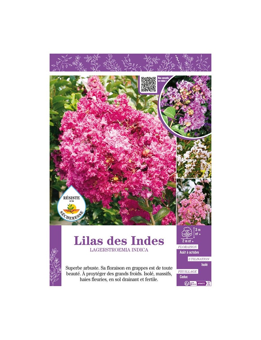 LAGERSTROEMIA INDICA voir LILAS DES INDES (varié)