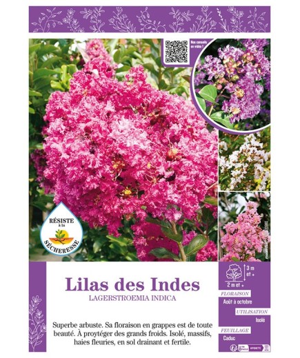 LAGERSTROEMIA INDICA voir LILAS DES INDES (varié)