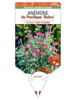 Anémone (multifida) du Pacifique Rubra