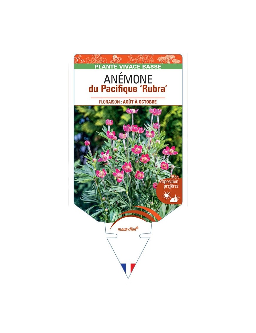 Anémone (multifida) du Pacifique Rubra