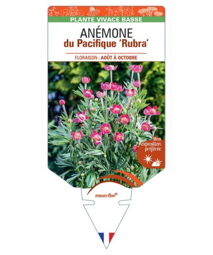 Anémone (multifida) du Pacifique Rubra