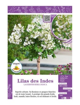 LAGERSTROEMIA INDICA voir LILAS DES INDES (blanc)
