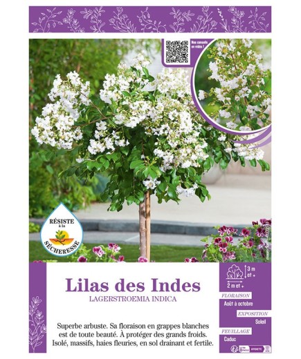 LAGERSTROEMIA INDICA voir LILAS DES INDES (blanc)