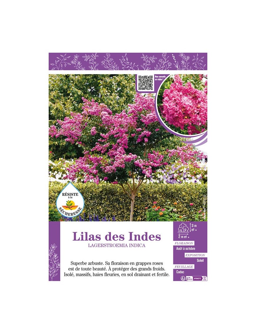 LAGERSTROEMIA INDICA voir LILAS DES INDES (rose)