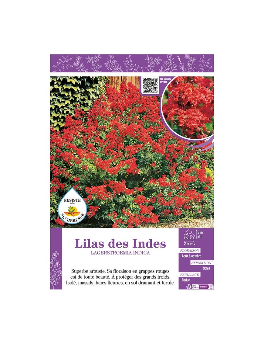 LAGERSTROEMIA INDICA voir LILAS DES INDES (rouge)