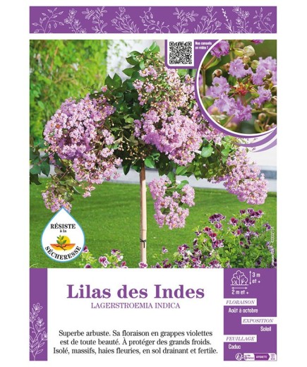 LAGERSTROEMIA INDICA voir LILAS DES INDES (violet)