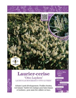 LAURUS LAUROCERASUS OTTO LUYKEN voir LAURIER-CERISE