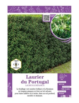 LAURUS LUSITANICA voir LAURIER DU PORTUGAL