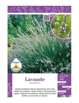 LAVANDULA (blanche) voir LAVANDE