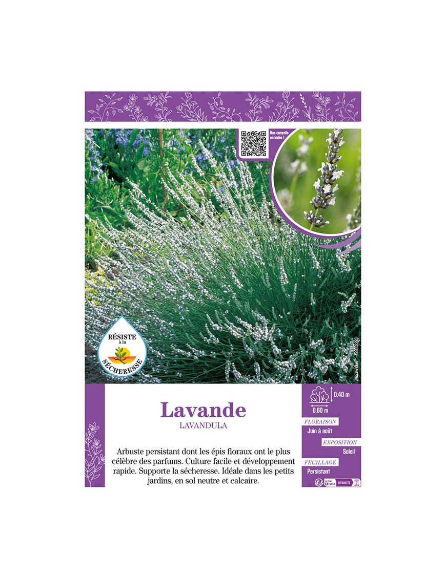 LAVANDULA (blanche) voir LAVANDE