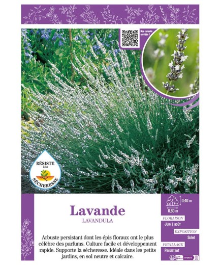 LAVANDULA (blanche) voir LAVANDE