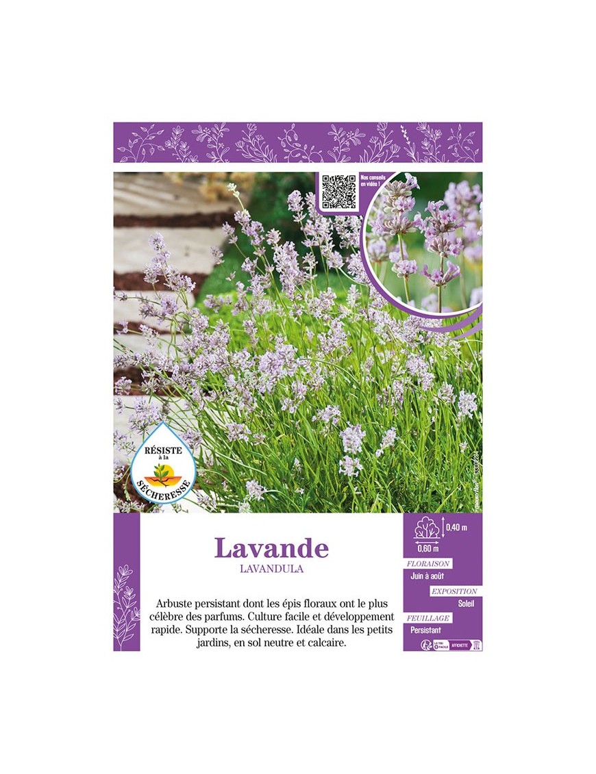 LAVANDULA (rose) voir LAVANDE