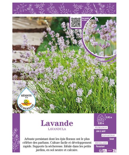 LAVANDULA (rose) voir LAVANDE