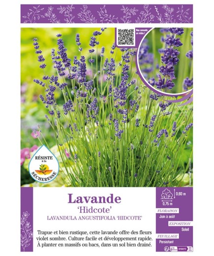 LAVANDULA ANGUSTIFOLIA HIDCOTE voir LAVANDE