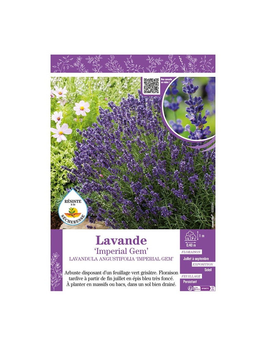 LAVANDULA ANGUSTIFOLIA IMPERIAL GEM voir LAVANDE