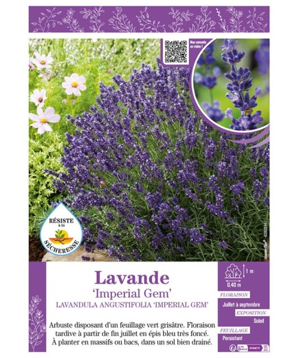 LAVANDULA ANGUSTIFOLIA IMPERIAL GEM voir LAVANDE
