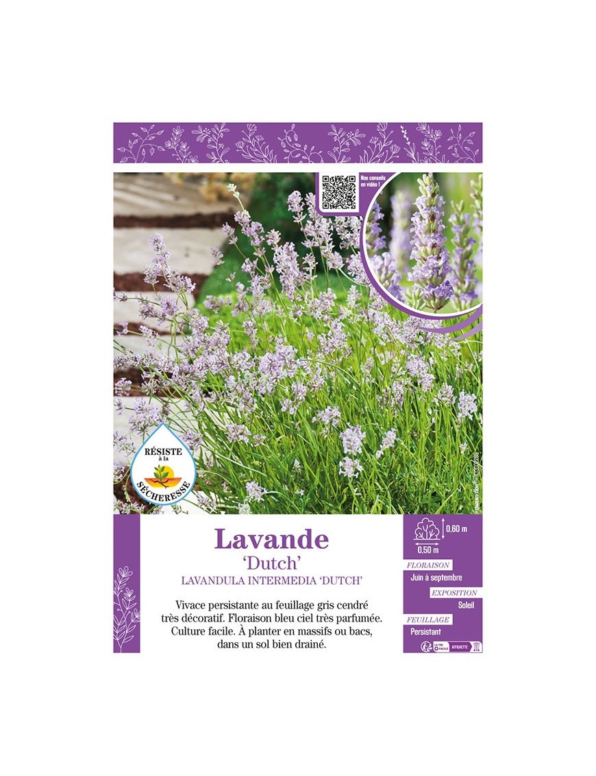 LAVANDULA DUTCH voir LAVANDE