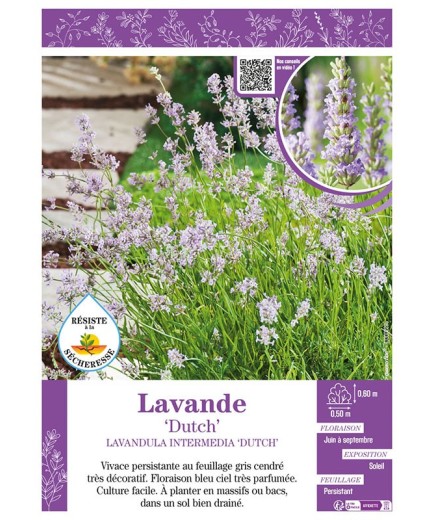 LAVANDULA DUTCH voir LAVANDE