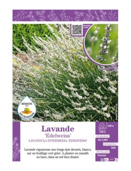 LAVANDULA INTERMEDIA EDELWEISS voir LAVANDE