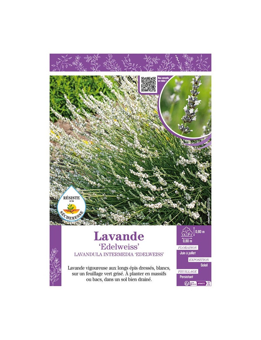 LAVANDULA INTERMEDIA EDELWEISS voir LAVANDE