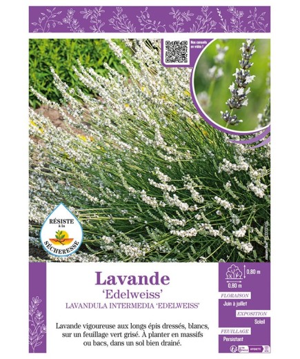 LAVANDULA INTERMEDIA EDELWEISS voir LAVANDE