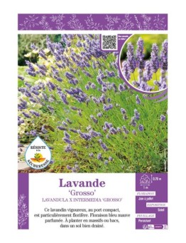 LAVANDULA X INTERMEDIA GROSSO voir LAVANDE