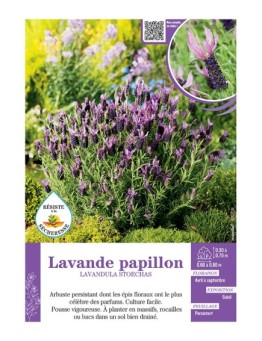 LAVANDULA STOECHAS voir LAVANDE PAPILLON