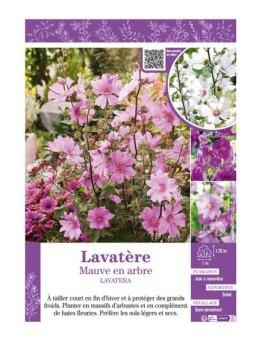 LAVATERA voir LAVATÈRE Mauve en arbre (varié)