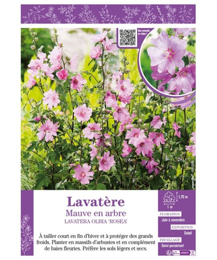 LAVATERA OLBIA ROSEA voir Lavatère Mauve en arbre