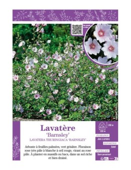 LAVATERA THURINGIACA BARNSLEY voir LAVATÈRE