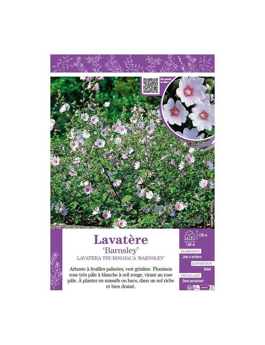 LAVATERA THURINGIACA BARNSLEY voir LAVATÈRE