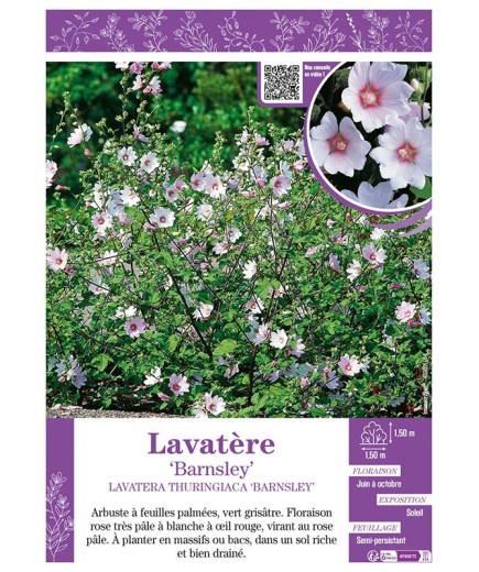 LAVATERA THURINGIACA BARNSLEY voir LAVATÈRE