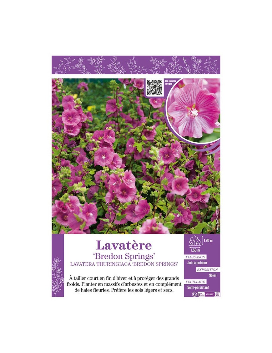 LAVATERA THURINGIACA BREDON SPRINGS voir LAVATÈRE