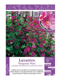 LAVATERA THURINGIACA BURGUNDY WINE voir LAVATÈRE