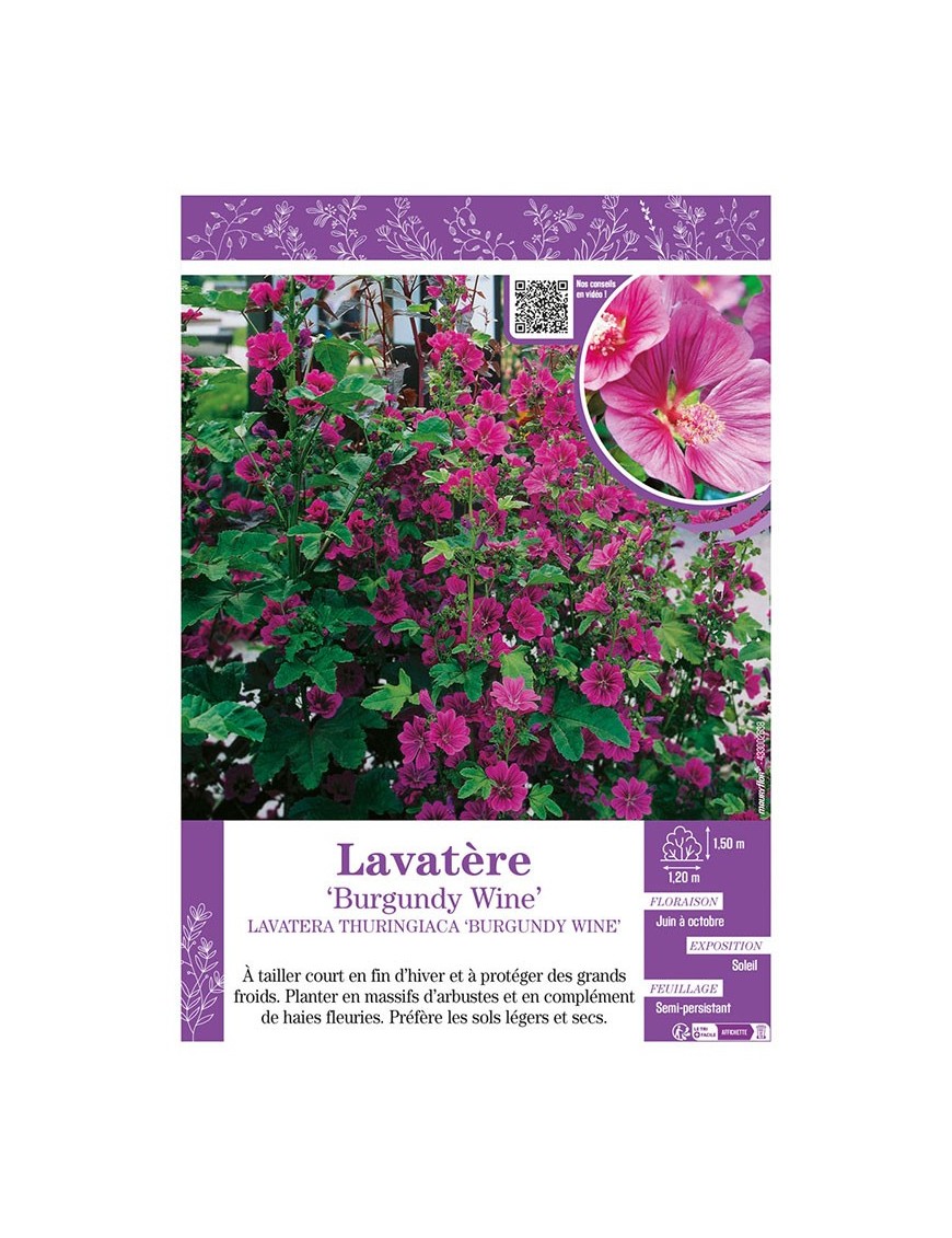 LAVATERA THURINGIACA BURGUNDY WINE voir LAVATÈRE