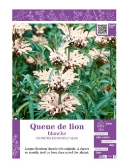 LEONOTIS LEONORUS ‘ALBA’ voir Queue de lion blanche