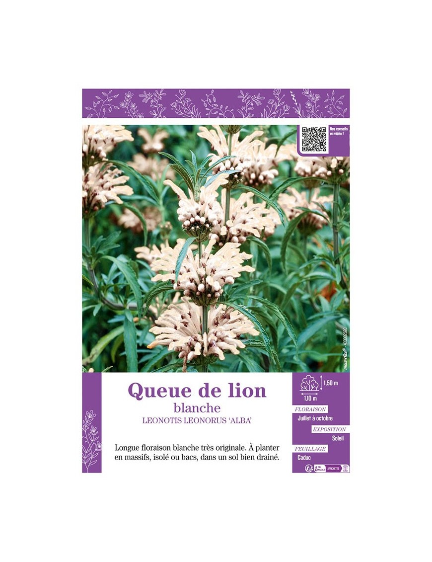 LEONOTIS LEONORUS ‘ALBA’ voir Queue de lion blanche