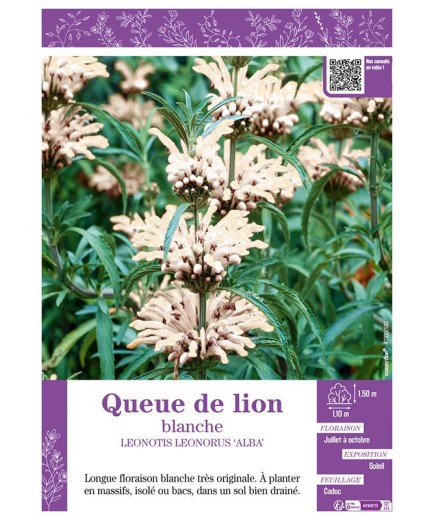 LEONOTIS LEONORUS ‘ALBA’ voir Queue de lion blanche